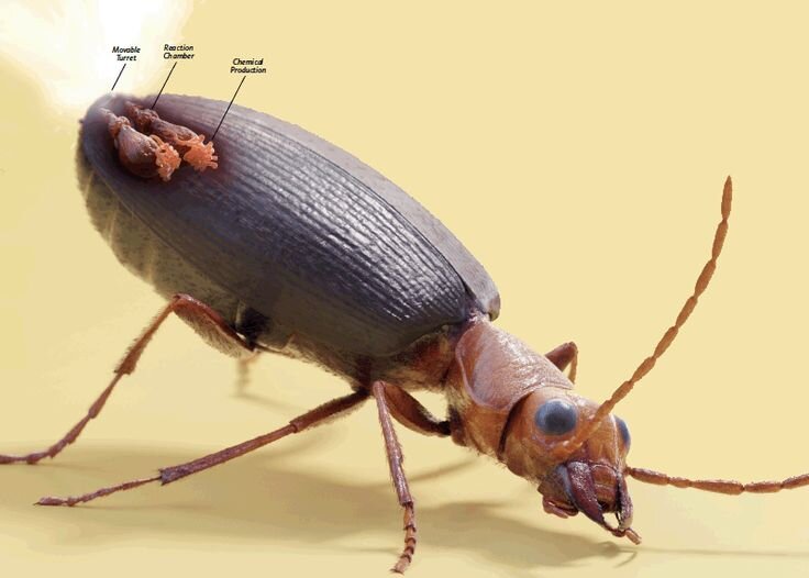 Жук бомбардир фото стреляет Жуки-бомбардиры (Brachininae и Paussinae) - настоящие "чайники" с кипятком, гото