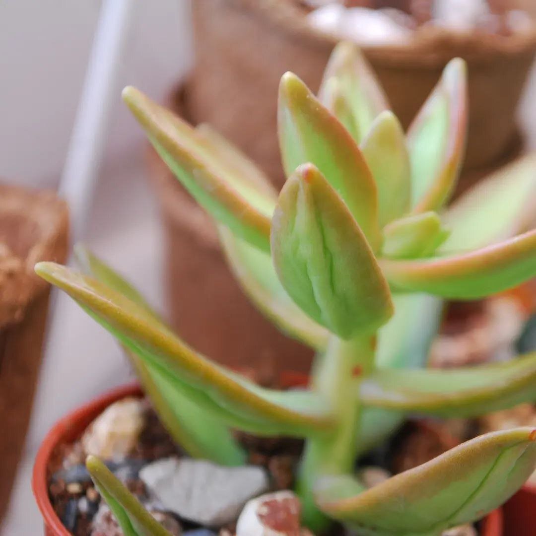 Очиток Нуссбаумера (Sedum nussbaumerianum) - тургора нет