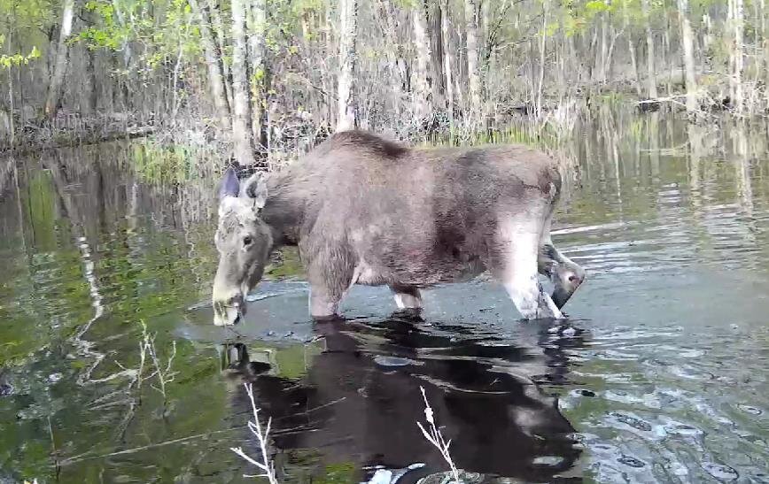    Скриншот из видео в группе Кабаны и другие звери ВКонтакте