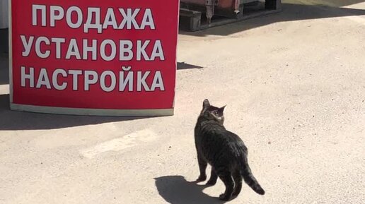 РЕЦЕПТЫ ХОЛОСТЯКА | Знакомый бездомный котик гуляет по строительному ...