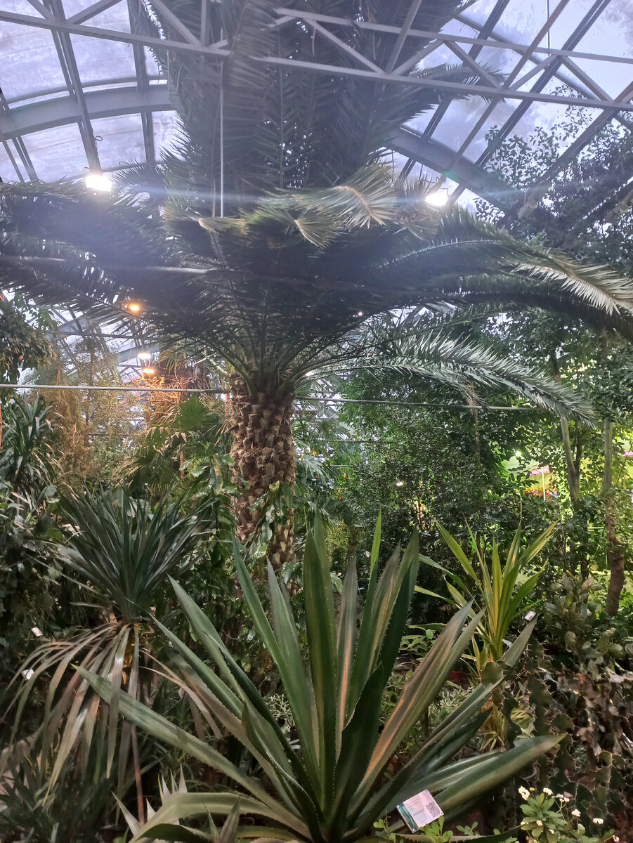 Ботанический сад в Кировске. Январь 2023