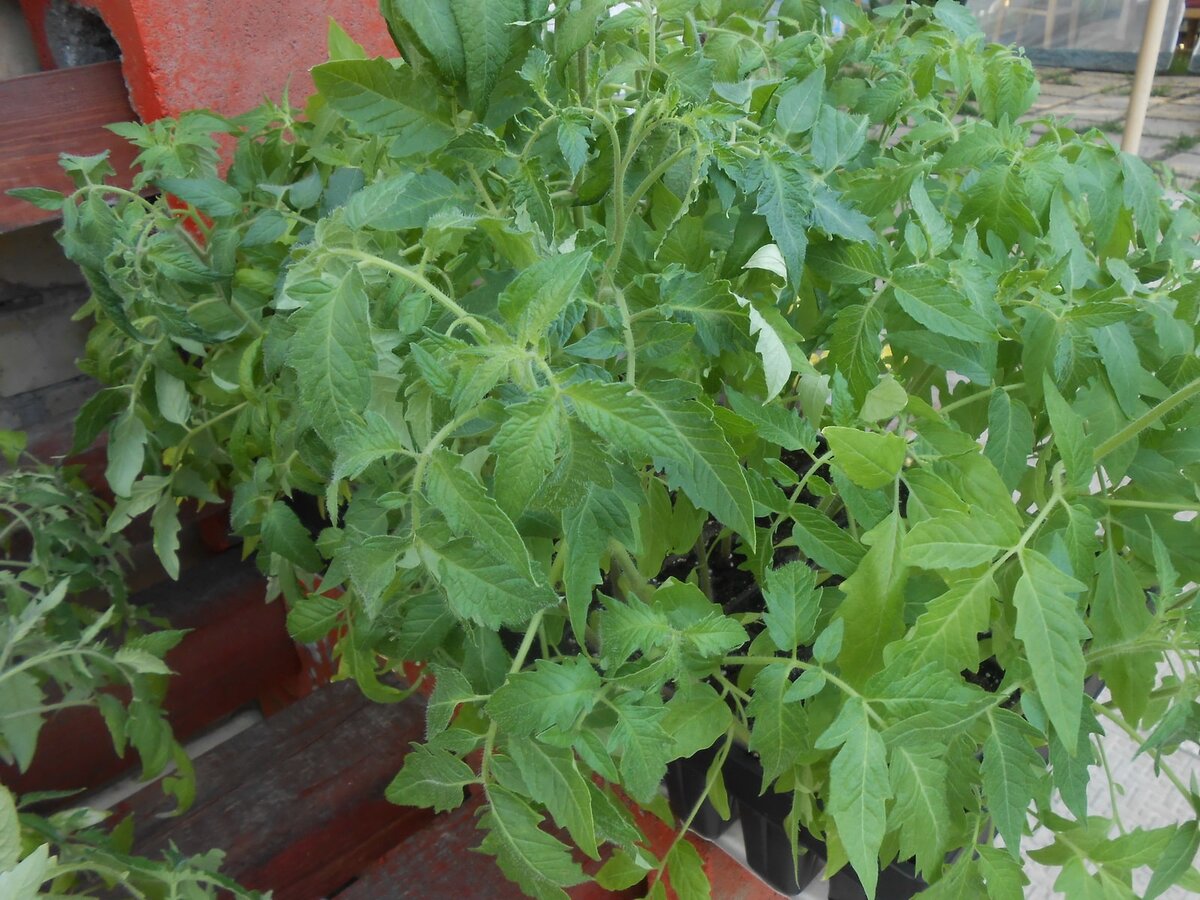 Рассада стресс. Садим помидоры лежа фото. A true Tomato variety.