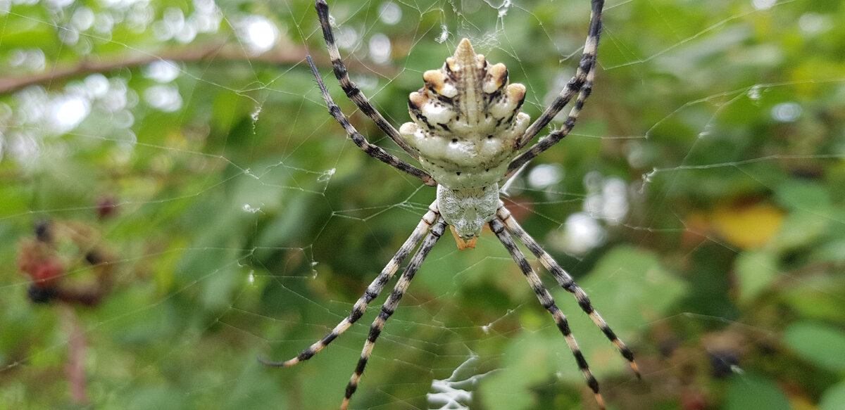 Яд аргиопы парализует как беспозвоночных, так и позвоночных животных. Пауки аргиопа не представляют большой опасности для человека, так как их яд довольно слаб. Укусить человека может только самка этого паука и то, если взять ее в руки. Сам укус довольно болезненный, так как свои жалящие органы паук вводит очень глубоко под кожу. Через несколько секунд после укуса, место вокруг ранки начинает краснеть и распухать, появляется чувство онемения. Через несколько часов боль начинает затихать, а опухоль проходит через двое-трое суток. Настоящую опасность укусы аргиопа представляют только для людей, у которых наблюдается аллергия на укусы насекомых.                                             Кругопряд лобата, или Аргиопа дольчатая (Agriope lobata) — вид пауков-кругопрядов из рода Argiope. Аргиопа дольчатая являющаяся одним из видов пауков семейства Araneidae, населяющих сухие и очень солнечные районы, даже с бедными почвами и растительностью, а также скалы. По размерам и повадкам аргиопа дольчатая, в основном, мало отличается от своего полосатого собрата Паука-осы (Argiope bruennichi). В отличие от аргиопы Брюнниха, аргиопа дольчатая может встречаться в природе большими скоплениями. Это паук средней величины, длина тела самок 1,2—1,5 см. Брюшко серебристо-белое с шестью глубокими выемками-дольками, цвет которых варьирует от тёмного до оранжевого. Ловчая сеть колесовидная, её центр густо заплетён нитями паутины. В Саратовской области населяет в основном полупустынные и степные районы, достаточно редкий вид в наших краях, занесен в Красную Книгу Саратовской области.
