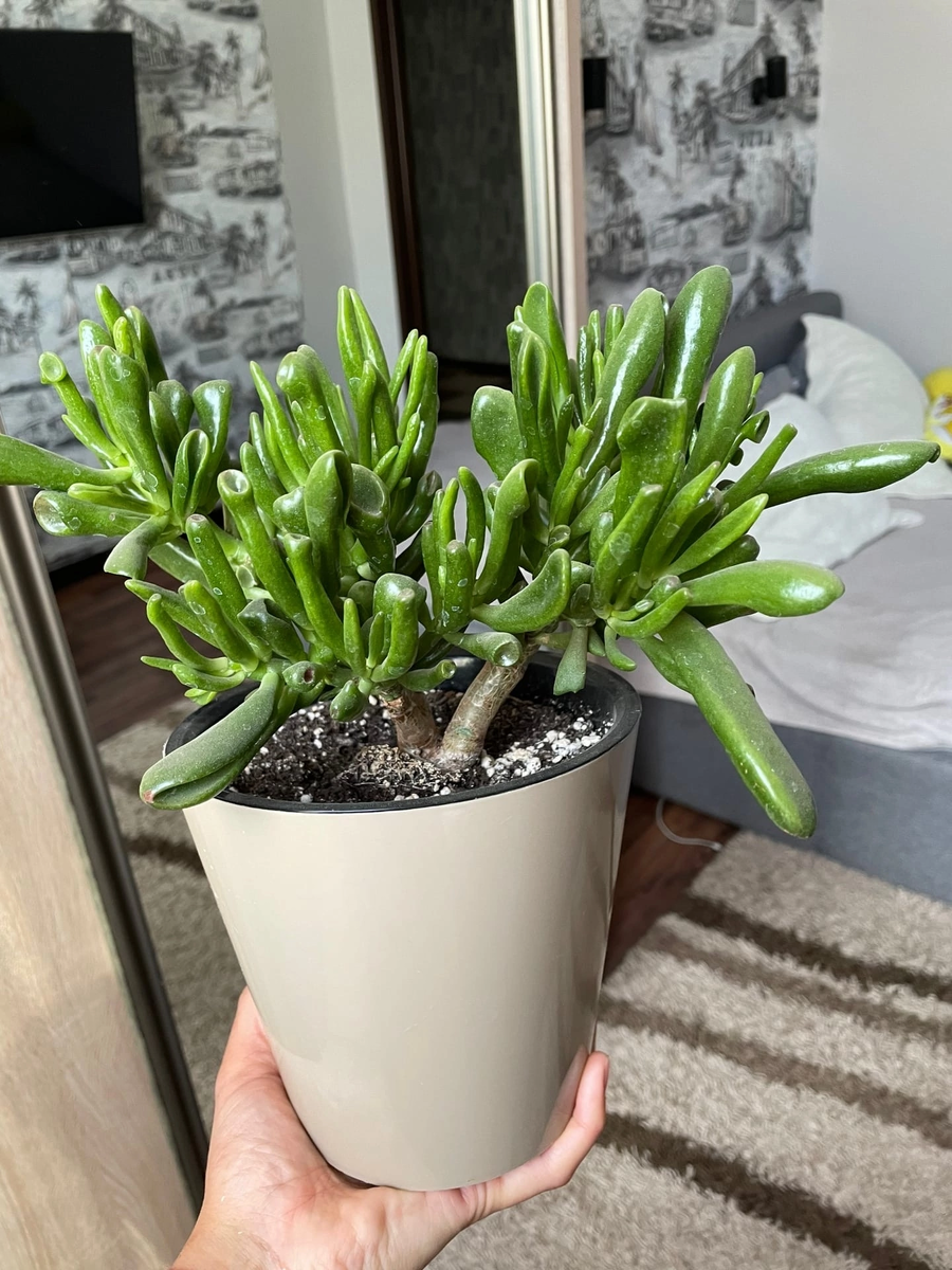 Красавчик осенью’22