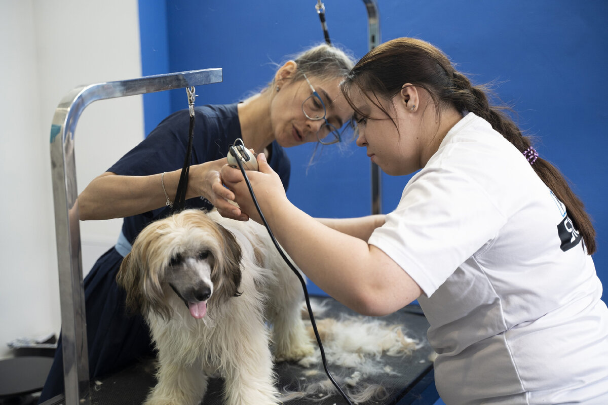 Катя учится работе с животными