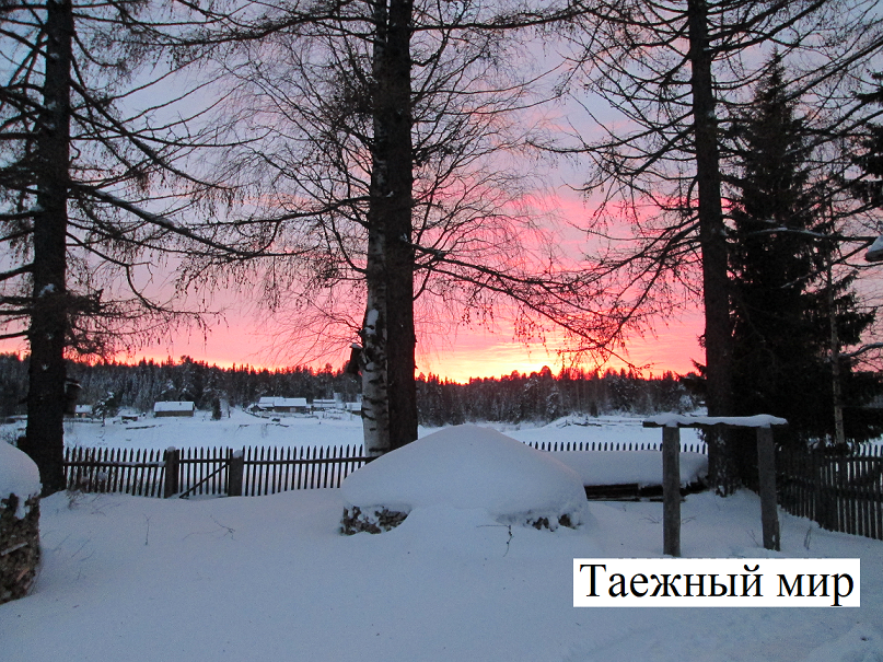 Зима, во дворе подсыхают в поленницах дрова