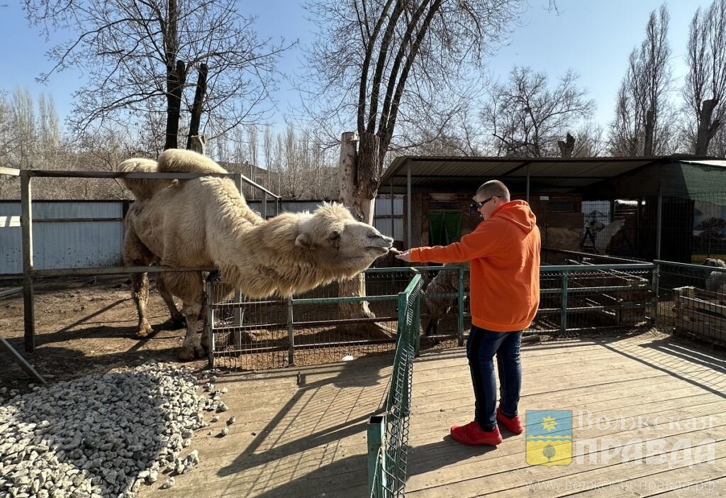 Самый большой обитатель мини-зоопарка – астраханский верблюд📷     В зоодворике парка «Гидростроитель» поселился Гриша с характером
