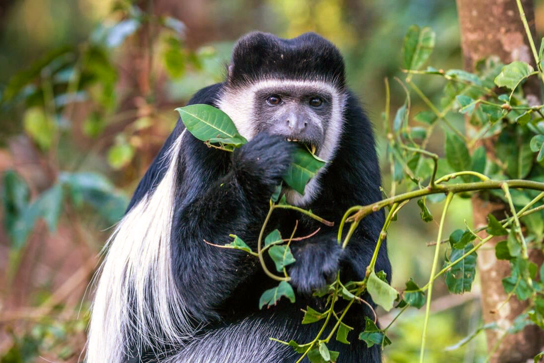 Как живут колобусы: 7 интересных фактов о необычных обезьянах | Приключения  натуралиста | Дзен