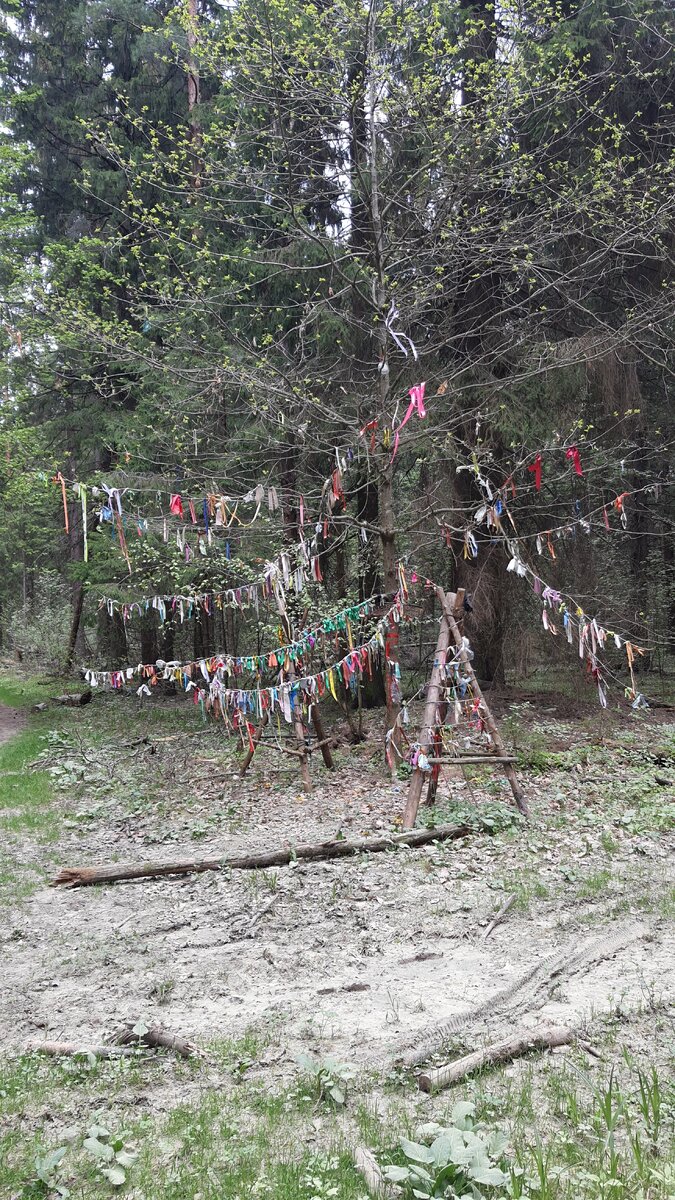 Дерево желаний на тропе