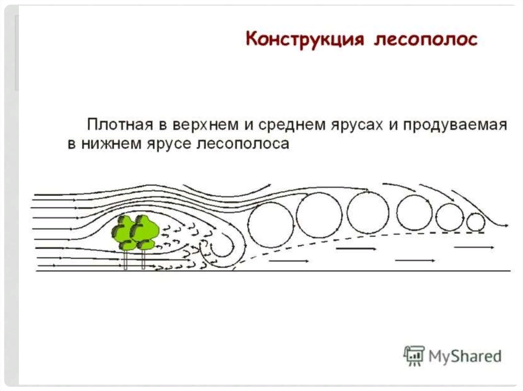 Виды лесополос и их влияние на скорость ветра