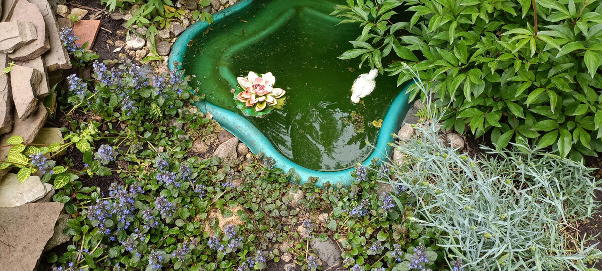 Живучка ползучая и садовая гвоздика у прудика