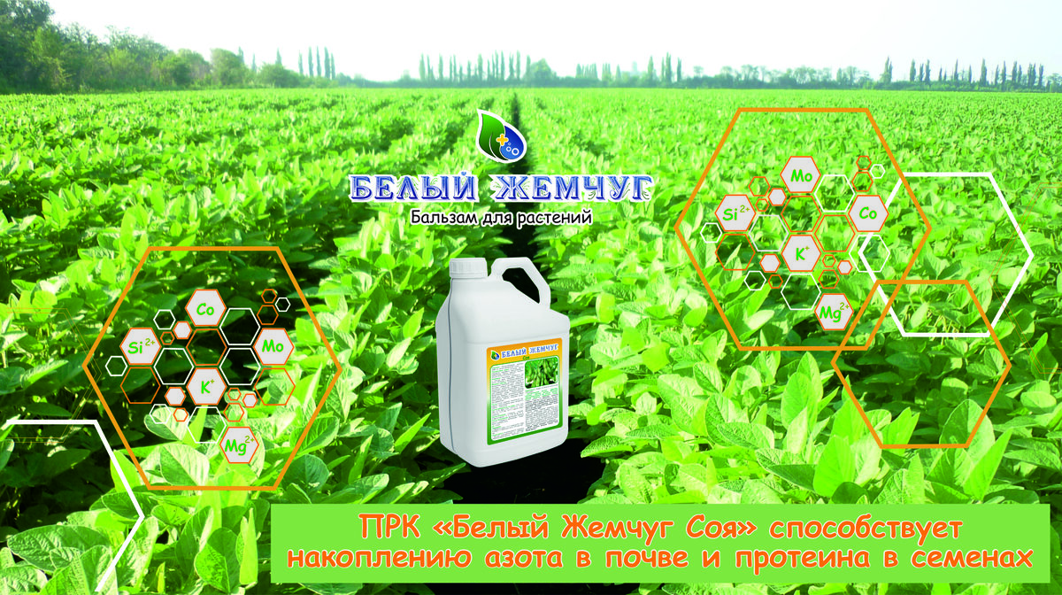 группа соя. евгений соя. поэт евгений соя. группа соя. с другими поэтами соя.