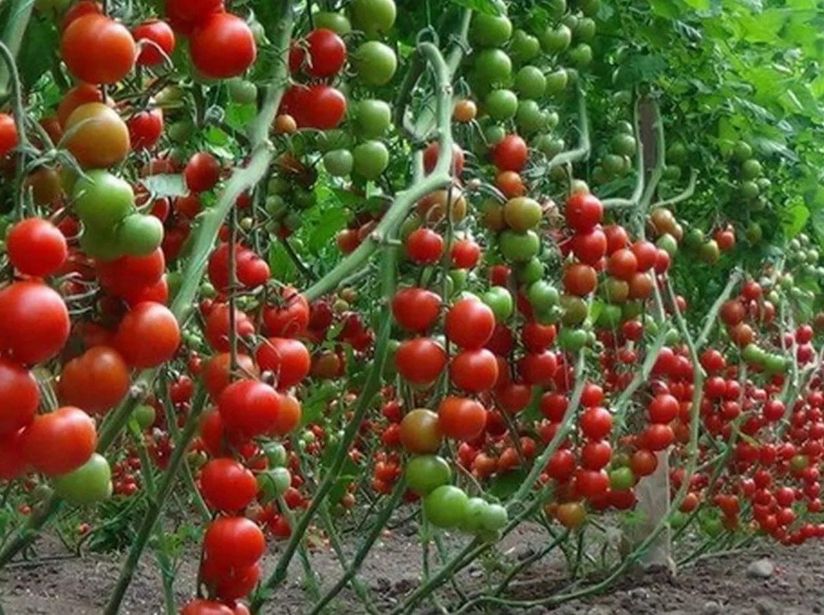 Формирование томатов в теплице: инструкции и схемы