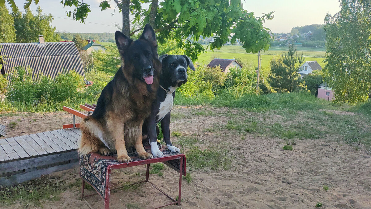 На персидских коврах восседают )))))