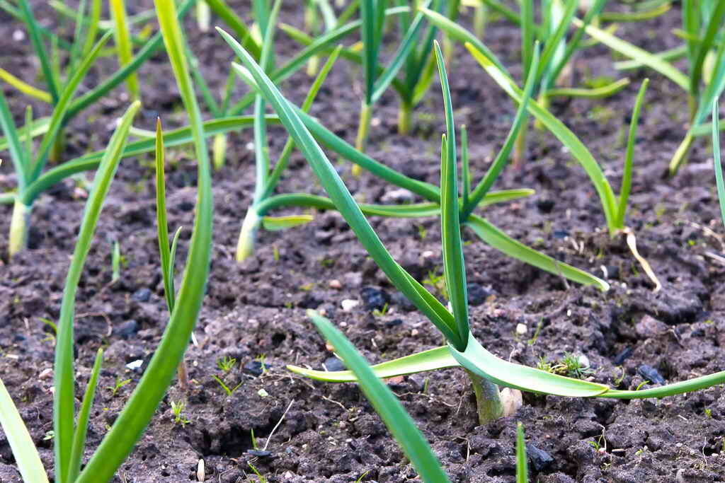 Сроки подкормки чеснока