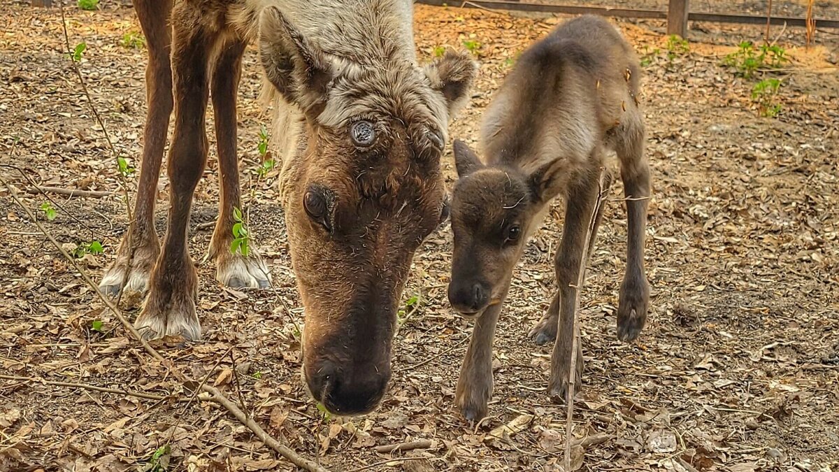     В зоопарке проводят конкурс на имена для детенышей.