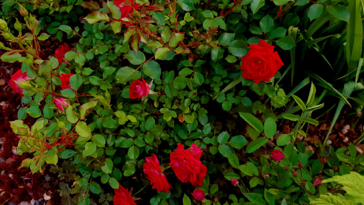 Бордюрная роза (Фото автора 24 мая 2023 года)