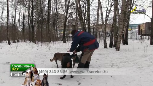 Дрессировка щенка добермана, приучение играть игрушкой в стае собак