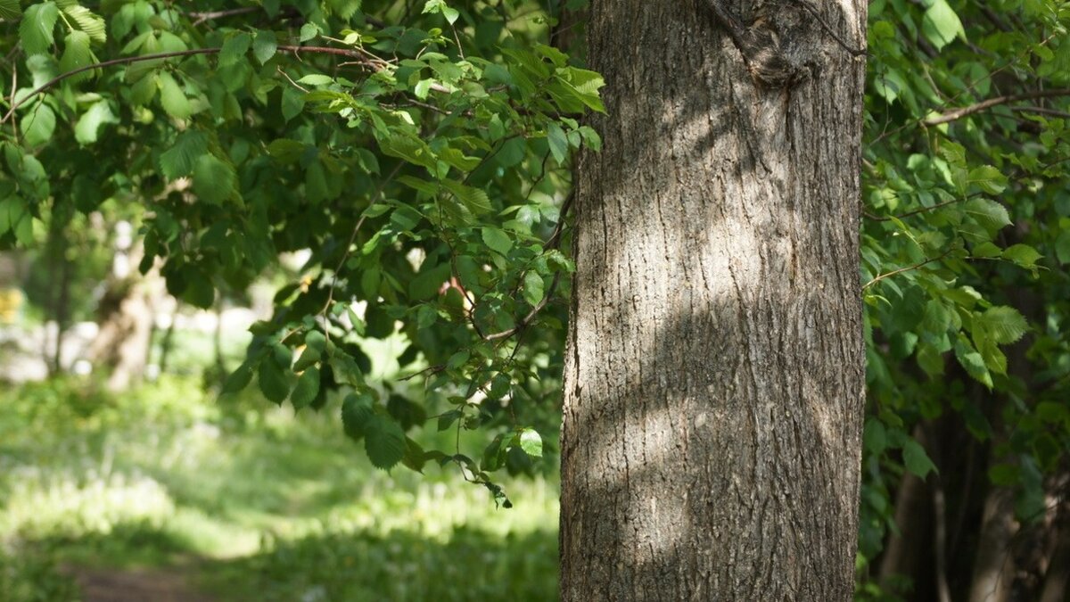     Житель Приморья, находясь в посёлке Терней, срубил лиственницу диаметром 74 сам и высотой в 3,29 куб.метров. По словам приморца, он сделал это нечаянно, но вот ущерб нанес реальный.
