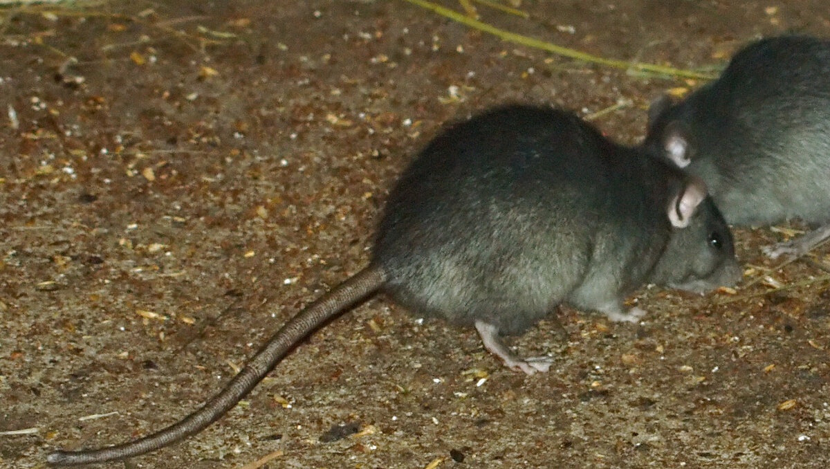     На берегу водохранилища в поселке Каскадном Ставропольского края нашли множество трупов грызунов, сообщил главный инженер ПТП «Андроповское» филиала ГУП СК «Крайводоканал» — «Южный» Виктор Кистерев.