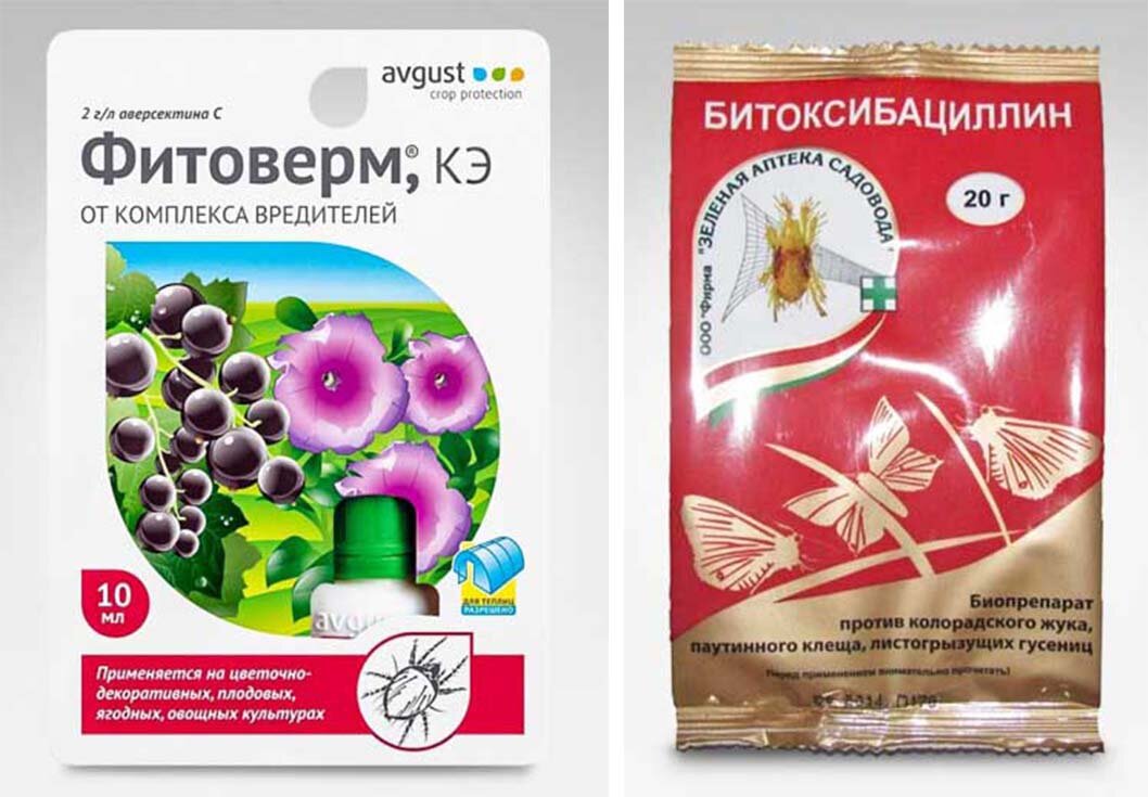 Фитоверм от тли на розах как разводить. Фитоверм и Битоксибациллин. Фитоверм и Битоксибациллин как смешать. Фитоверм от тли. Битоксибациллин инструкция.
