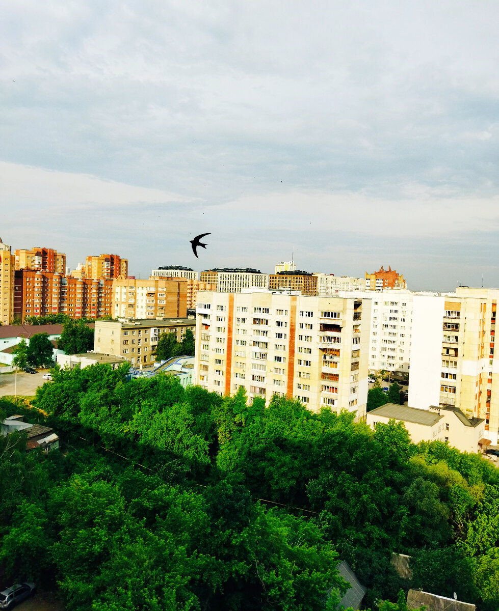Фото автора. Поймала в кадр ласточку, они летают так стремительно, что не всегда удаётся их сфотографировать😊