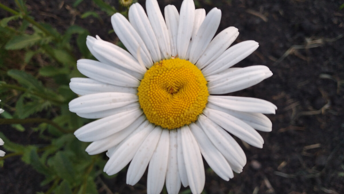 Машка- ромашка