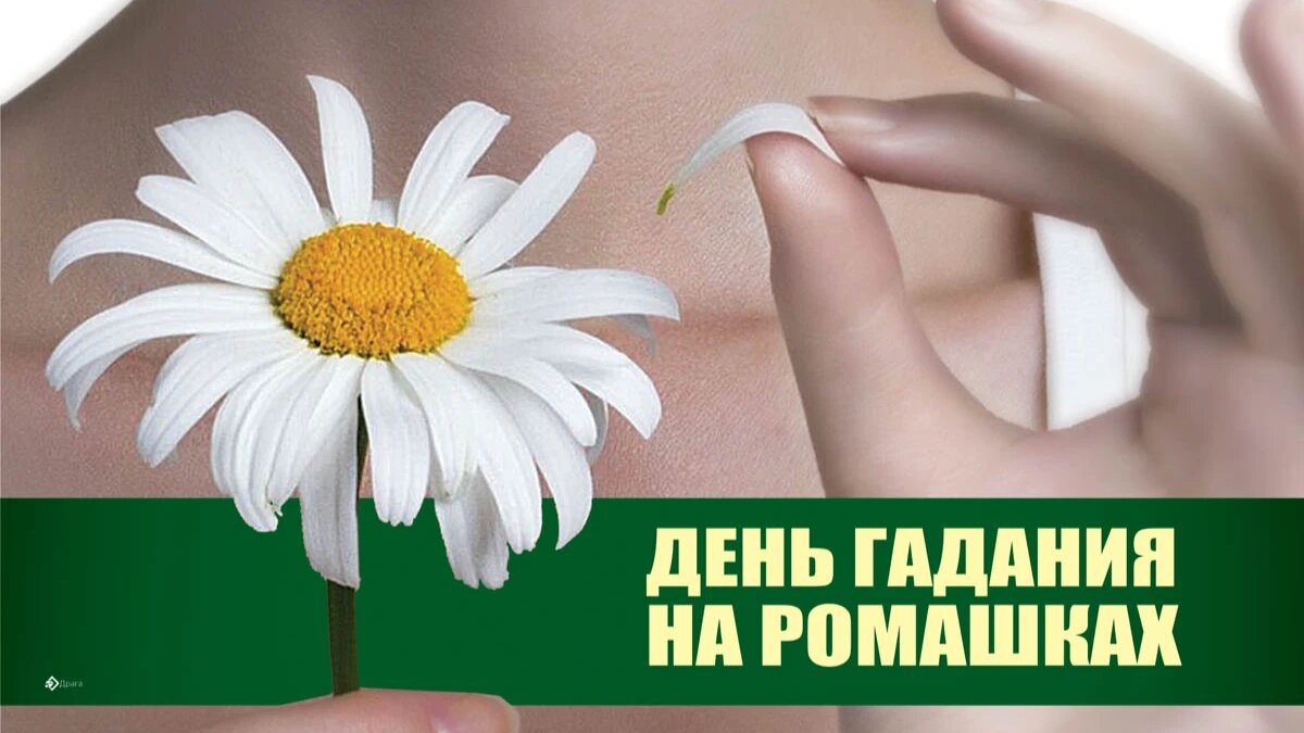 День гадания на ромашках. Иллюстрация: «Курьер.Среда»