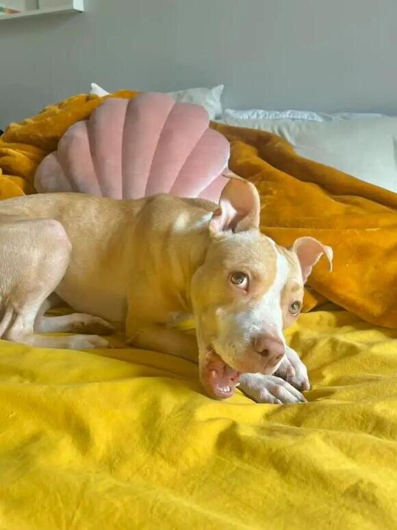 Источник фото: https://ustimetoday.com/woman-adopts-pitbull-who-was-abandoned-on-new-york-subway/