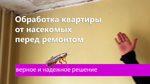 Как обработать квартиру от клопов и тараканов перед ремонтом, что бы они больше не появились