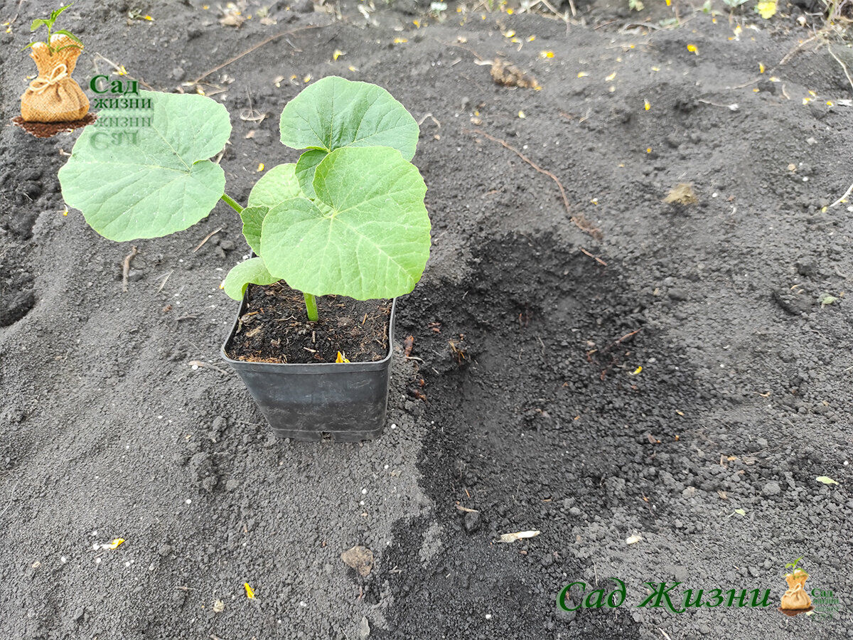 Высадка рассады тыквы на постоянное место