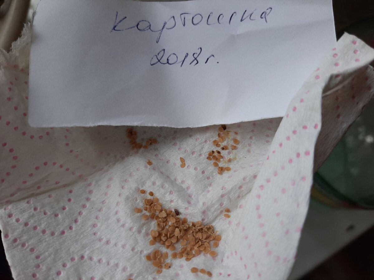 фото автора                  семена картофеля из ягод-бульбочек