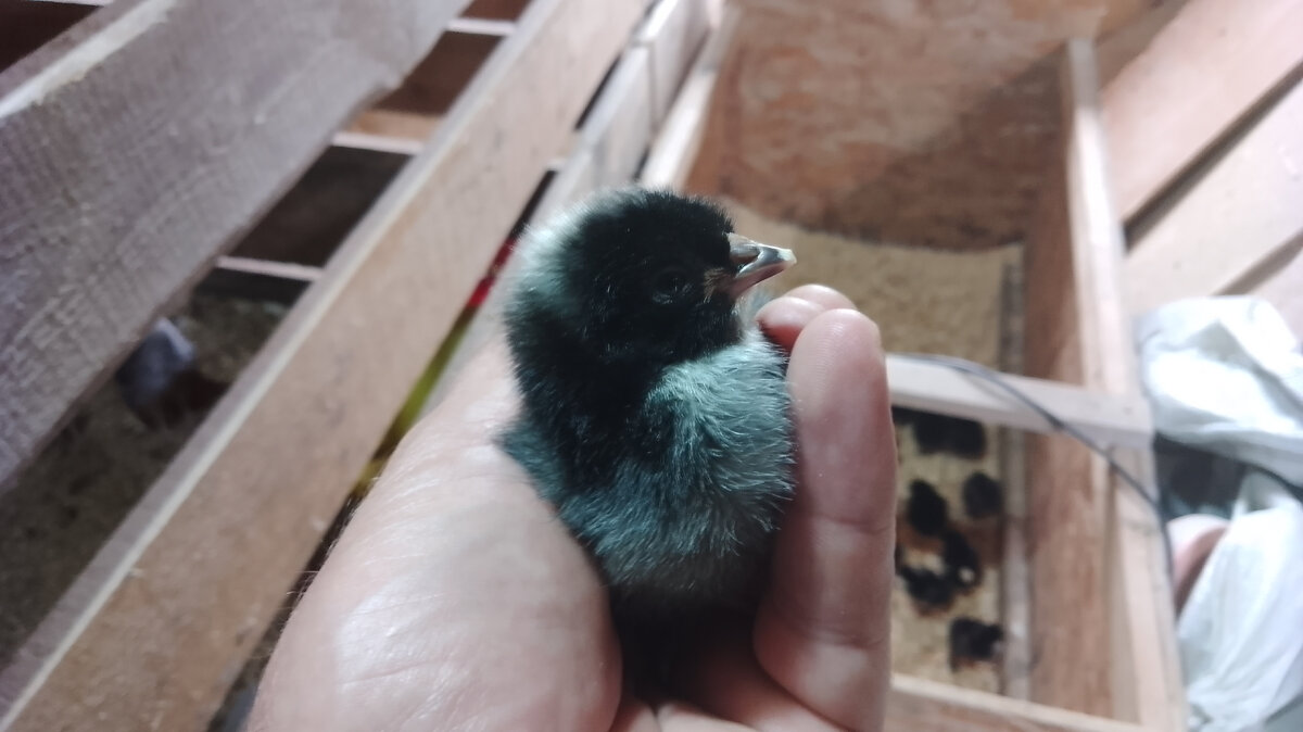 Суточный цыплёнок