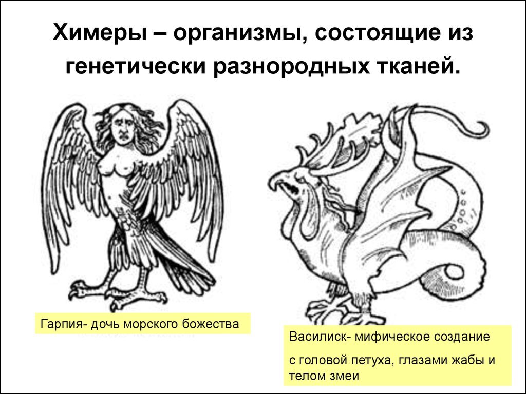 химерные организмы у растений. химеры рыба представители. представители химерообразных рыб. химеры примеры. химеры примеры.