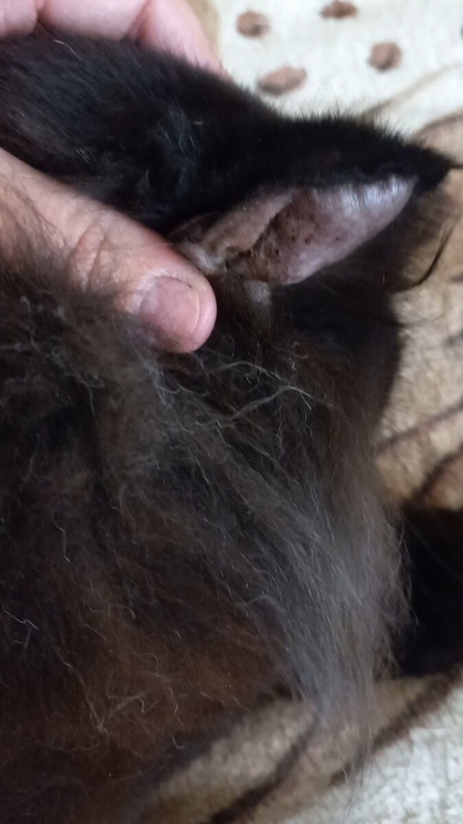 Вот такая гематома большая на внешнем ушке