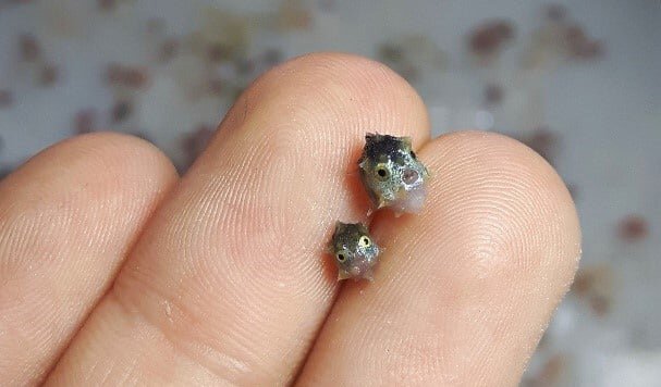 Маленькие луны похожи на рыбу-фугу. И это неудивительно – они родственники. Рыба-луна относится к отряду иглобрюхообразные, к которым относятся иглобрюхие и рыбы-ежи. 