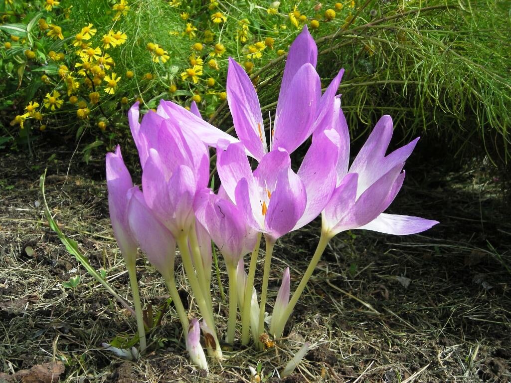 Безвременник великолепный Colchicum speciosum Stev