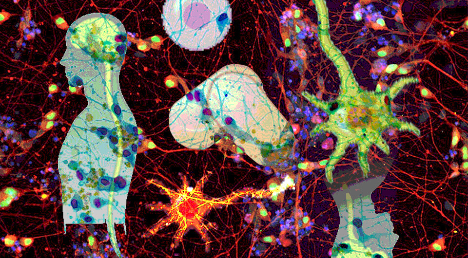   N + 1; Satoru Morimoto et al. / Cell Stem Cell, 2023