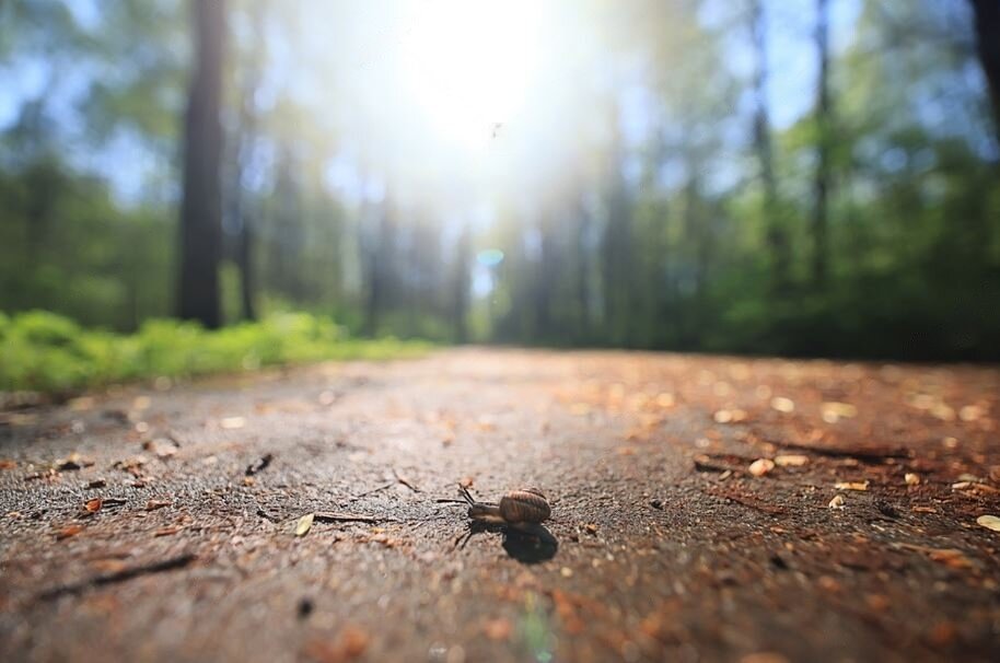 Это я собственной персоной в процессе решения очередной задачи. Источник фото: https://www.shutterstock.com/image-photo/slow-snail-macro-garden-nature-small-2149018013