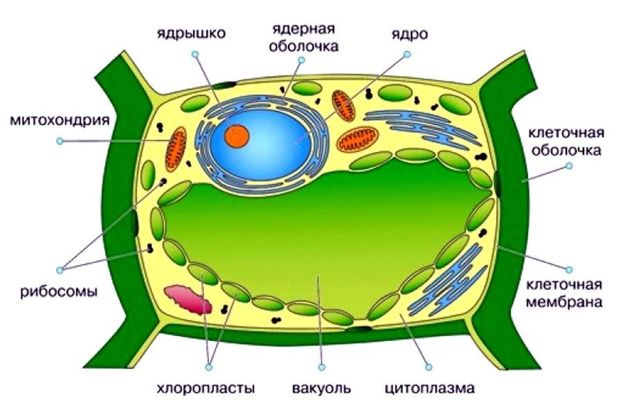 Клетка растений. Фото с gas-kvas.com