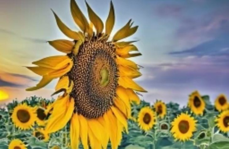    Погодные аномалии стимулируют спрос на десиканты для ранней уборки урожая