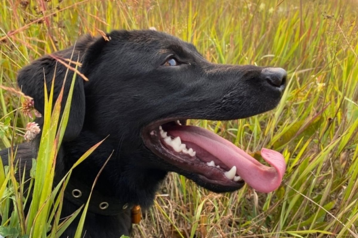    У меня лапки! Советы ветеринара и грумера о том, как помочь питомцам в жару