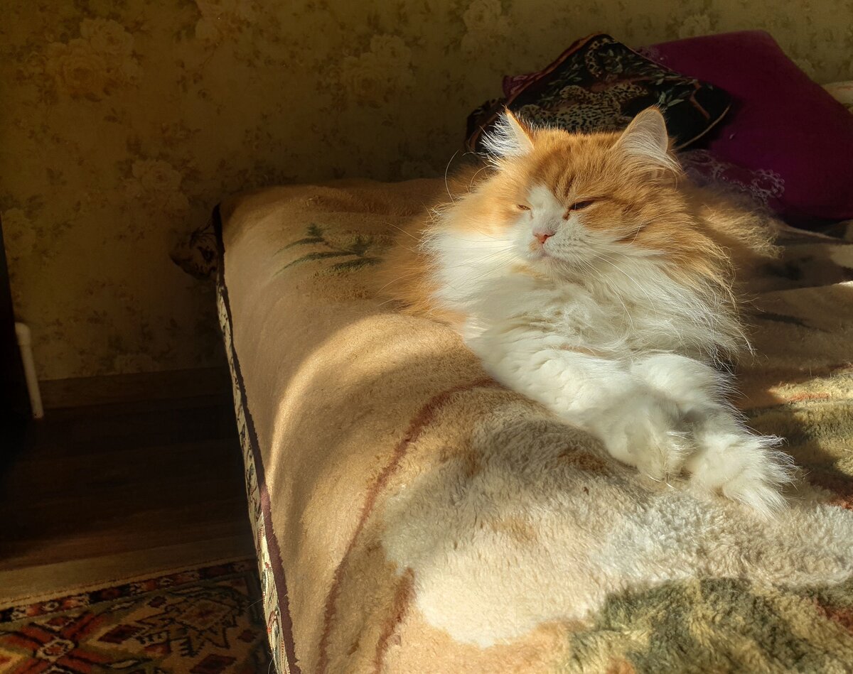 Королевские покои в новом доме