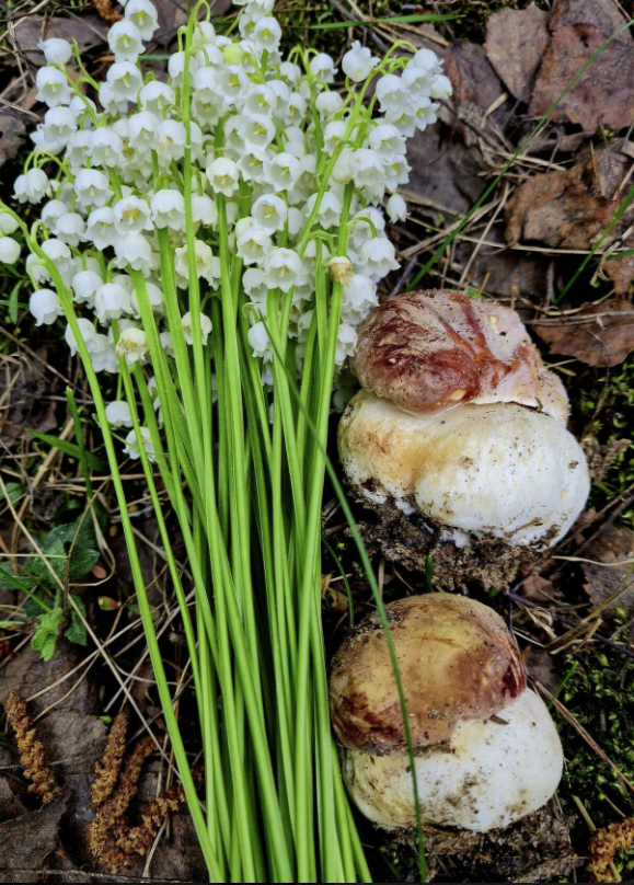 Лисичка и её сестрички