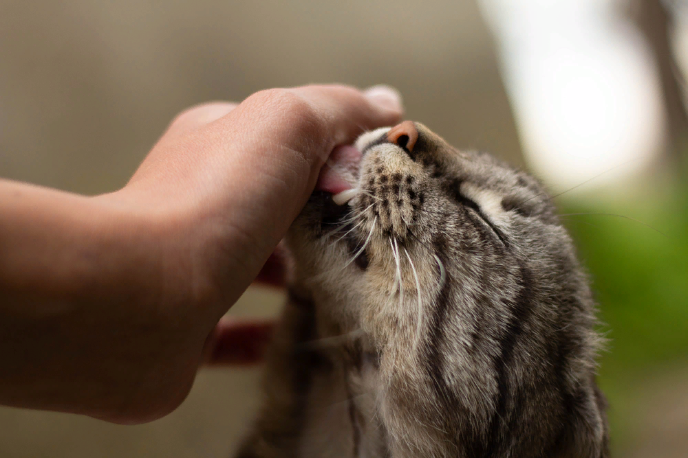 Лизни руку. Котенок облизывается. Кошка вылизывается. Кот лижет руку. Кошка облизывает руку.