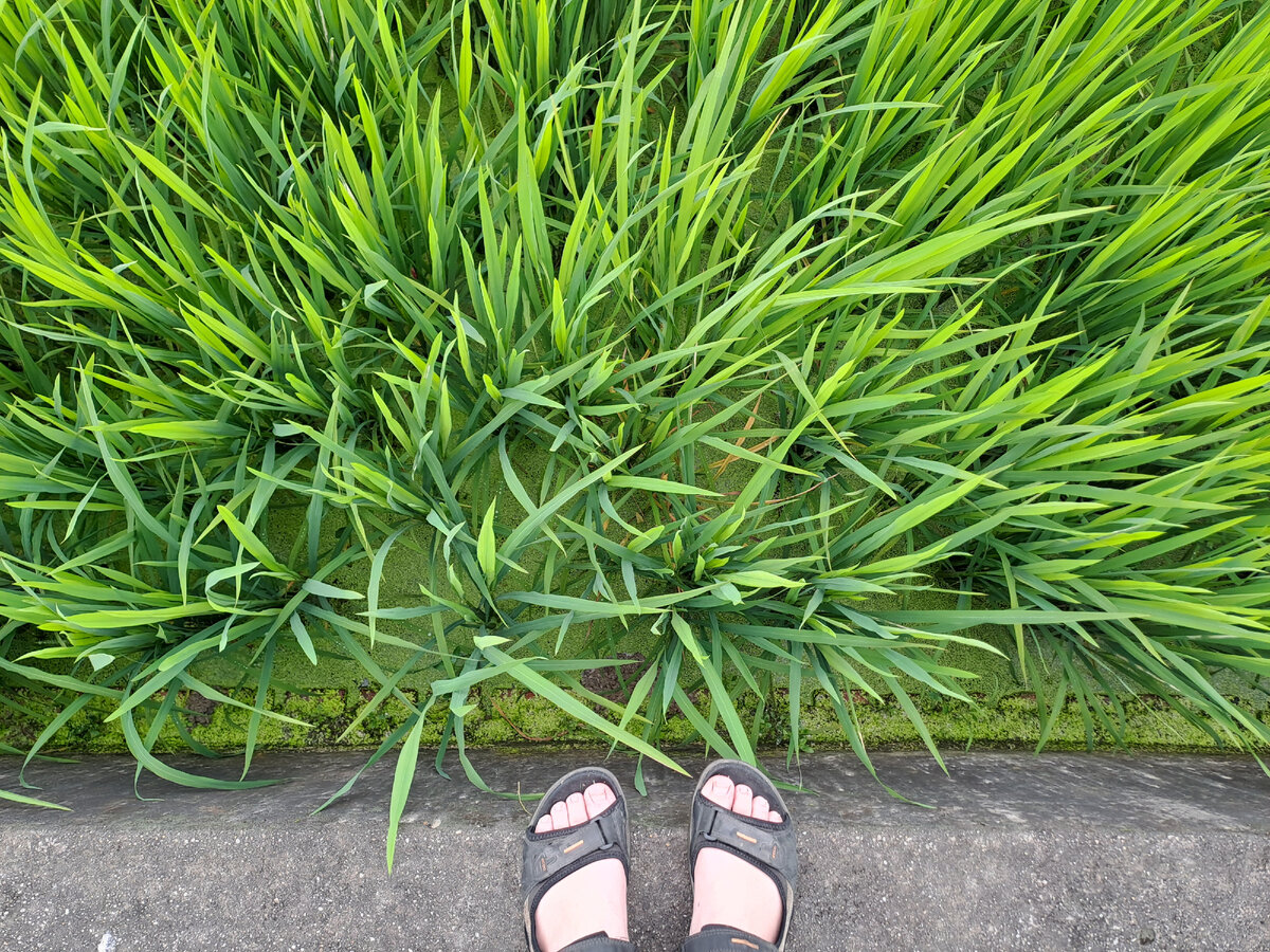 Рис растет в воде. Когда вода заканчивается, районные власти подливают.