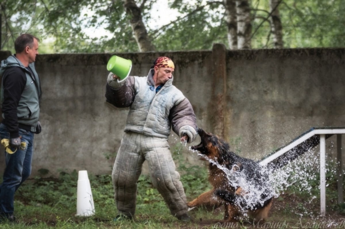    В Твери были определены самые лучшие собаки-защитники и послушные псы