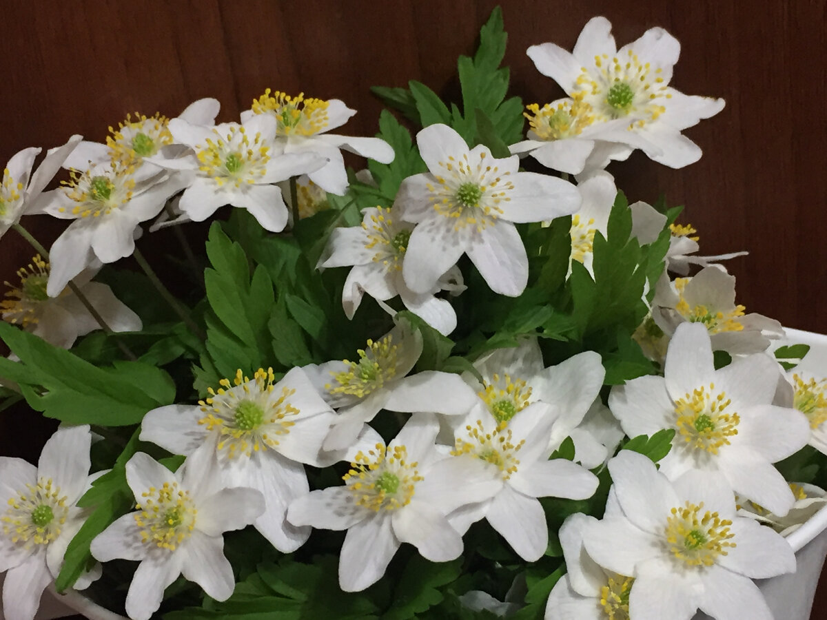 Ветреница/ветряница или анемона