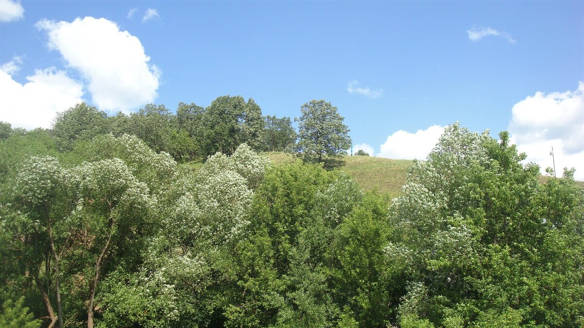 Почти серебряные листья