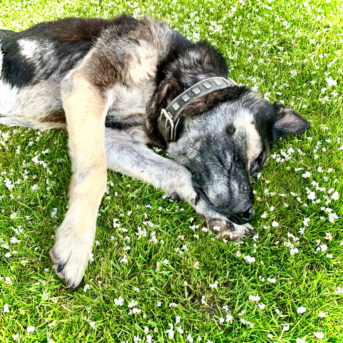 Старина Ральф нежится в лепестках 